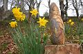 Daffodils and sculpture, Cloudehill Gardens IMG_6514